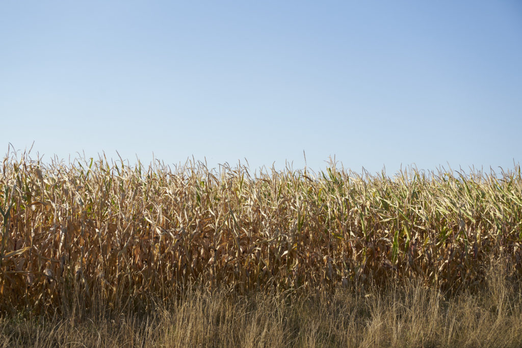 Ein vertrocknetes Maisfeld, das aufgrund der Dürre 2022 keine Ernte mehr ermöglicht